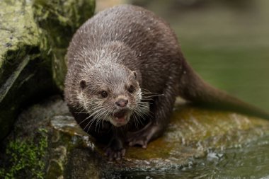 Su ıslak bir su samuru