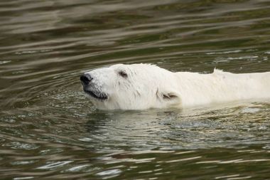 Bir kutup ayısı suda yüzen