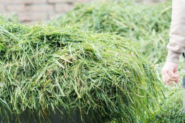 Taze çimenlerin üzerinde el arabası