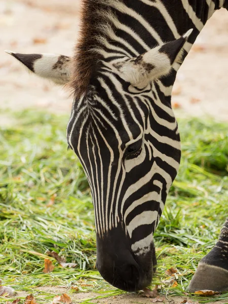 Egy nagy zebra eszik fű — Stock Fotó