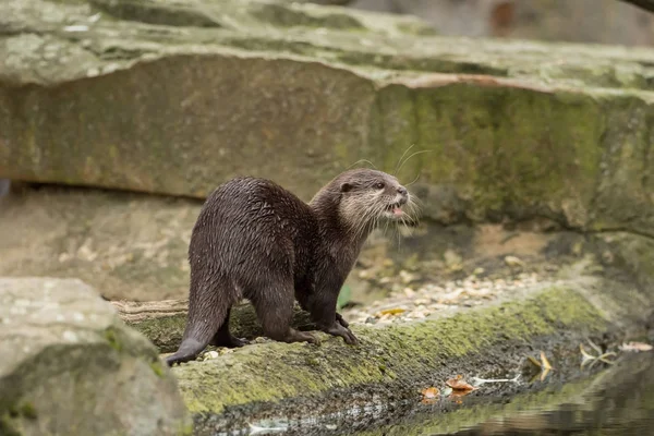 A wet otter on the water — Stock Photo, Image