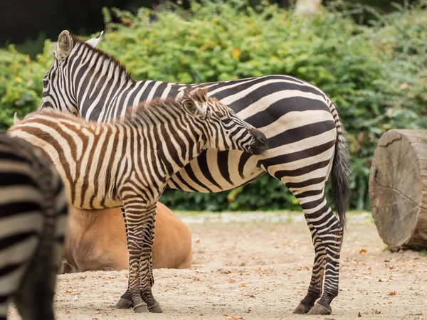 Una piccola zebra è in piedi con la madre — Foto Stock
