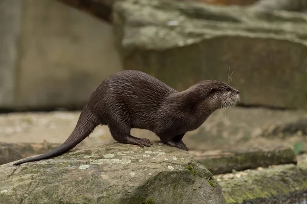 Su ıslak bir su samuru