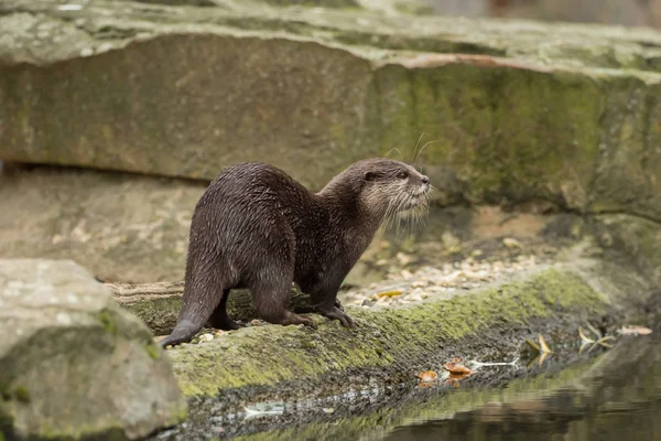 A wet otter on the water — Stock Photo, Image