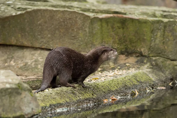 A wet otter on the water — Stock Photo, Image