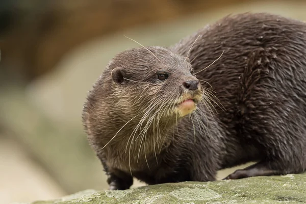 Ein nasser Fischotter auf dem Wasser — Stockfoto