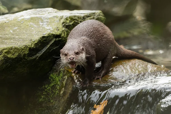 A wet otter on the water — Stock Photo, Image