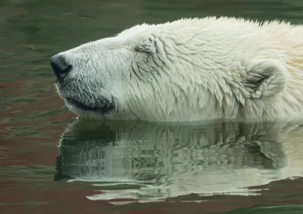 Un orso polare sta nuotando nell'acqua — Foto Stock