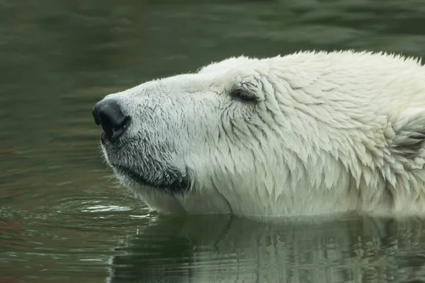 Un orso polare sta nuotando nell'acqua — Foto Stock