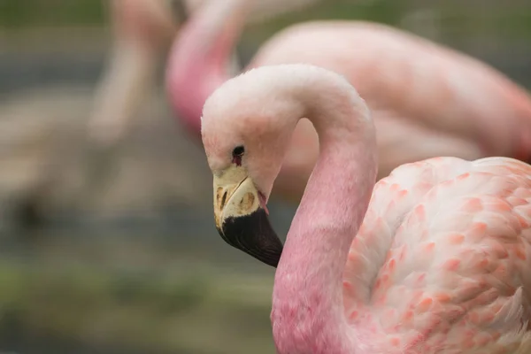 Ein schöner Flamingo mit weichem Hintergrund — Stockfoto