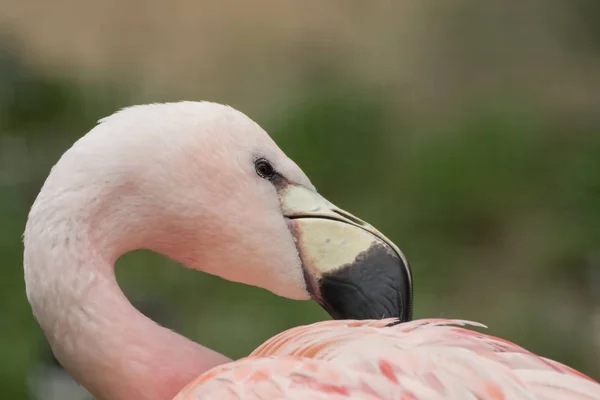 Ein schöner Flamingo mit weichem Hintergrund — Stockfoto