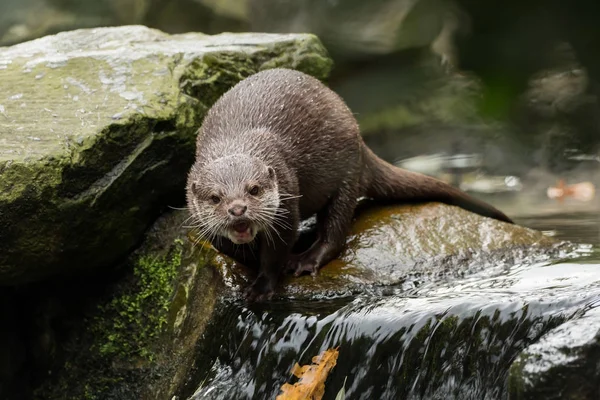 A wet otter on the water — Stock Photo, Image