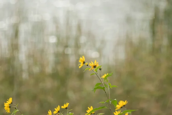 Puha bokeh sárga virág — Stock Fotó