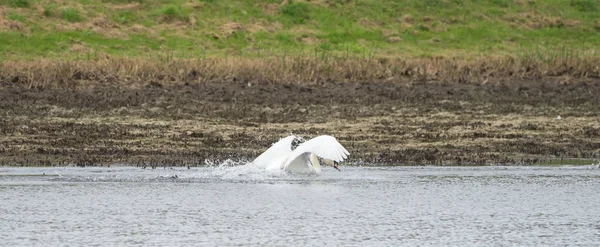 Um cisne branco está nadando no lago — Fotografia de Stock