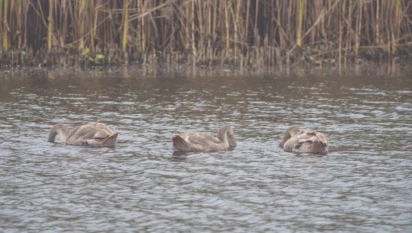 Muitos cisnes marrons bonitos no lago — Fotografia de Stock