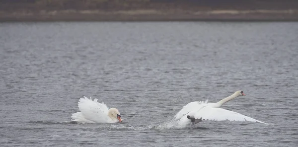 Muitos cisnes brancos bonitos no lago — Fotografia de Stock