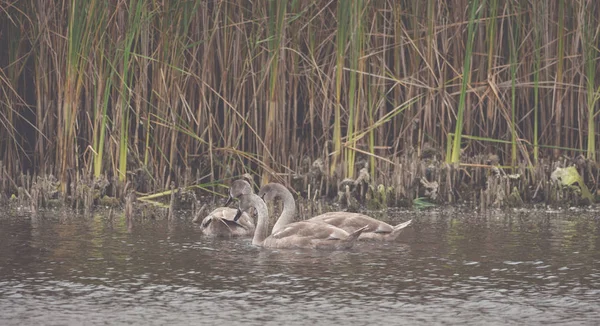 Muitos cisnes marrons bonitos no lago — Fotografia de Stock