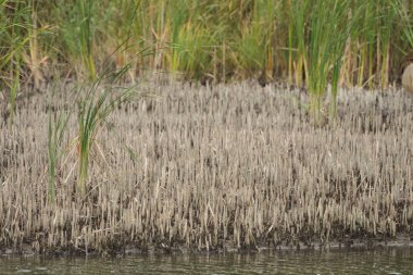 Reed nehrin yanında kesmek