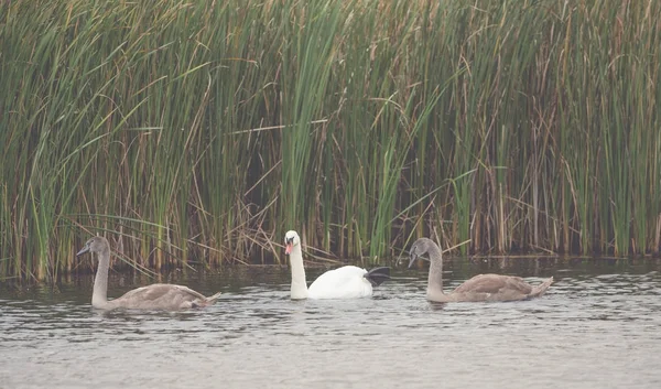 Muchos hermosos cisnes blancos y marrones en el lago —  Fotos de Stock