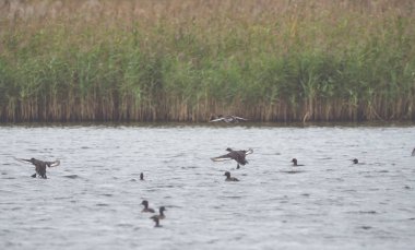 Birçok ördek yüzmek ve su üzerinde uçmak