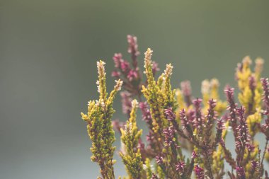 Yumuşak bokeh ile güzel Lythraceae