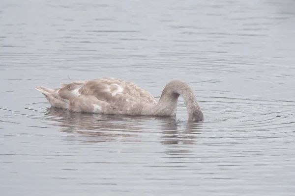 Un hermoso cisne está nadando en un lago —  Fotos de Stock