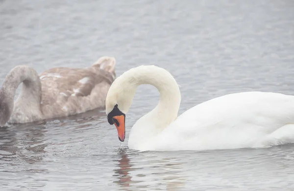 Vackra svanar simma utomhus på en sjö — Stockfoto