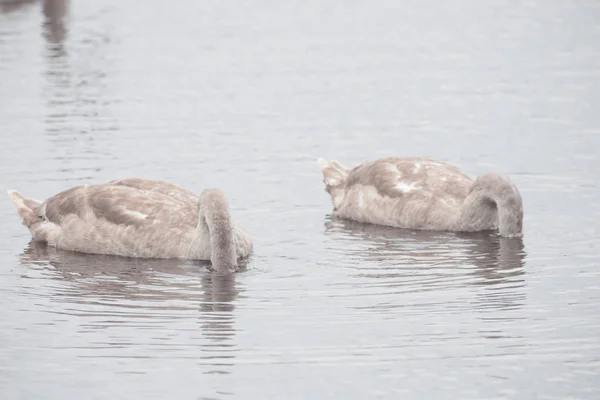 Mooie zwanen zwemmen buitenshuis op een meer — Stockfoto