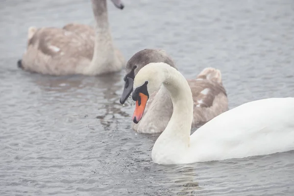 Beautiful swans swim outdoors on a lake — Stock Photo, Image