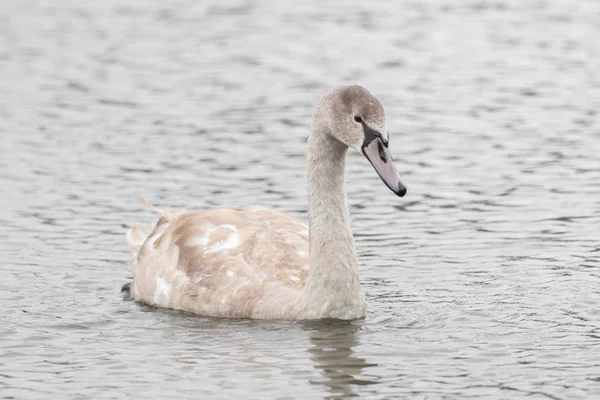 Een mooie zwaan is zwemmen op een meer — Stockfoto