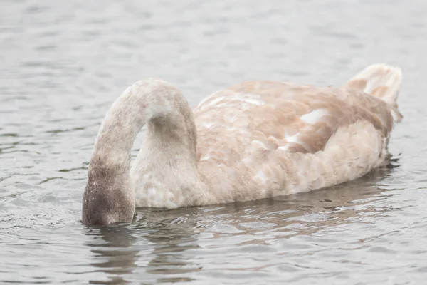 Красивый лебедь плавает на озере — стоковое фото