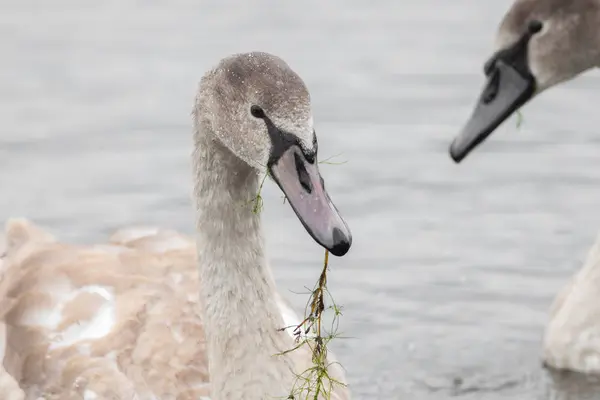 Beautiful swans swim outdoors on a lake — Stock Photo, Image