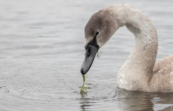 En vacker svan simning vid sjön — Stockfoto