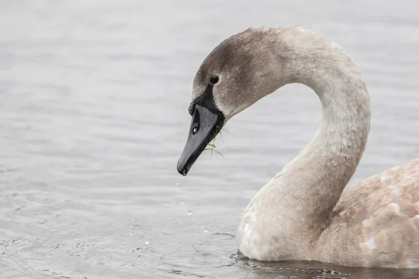 En vacker svan simning vid sjön — Stockfoto