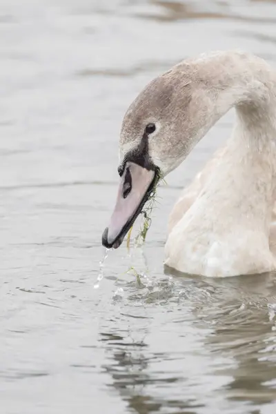 Um belo cisne está nadando em um lago — Fotografia de Stock