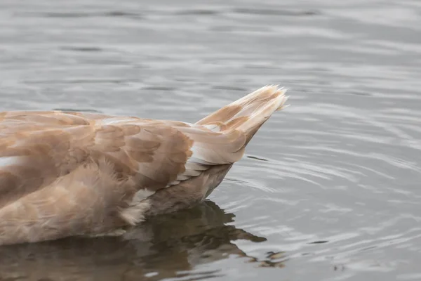 Ein schöner Schwan schwimmt auf einem See — Stockfoto