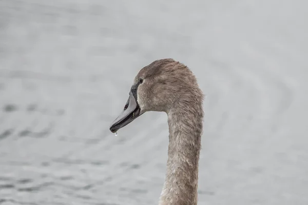 Krásná labuť je plavání v jezeře — Stock fotografie