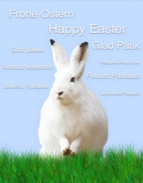 Великдень, білий кролик, зелений луг, синій фон — стокове фото