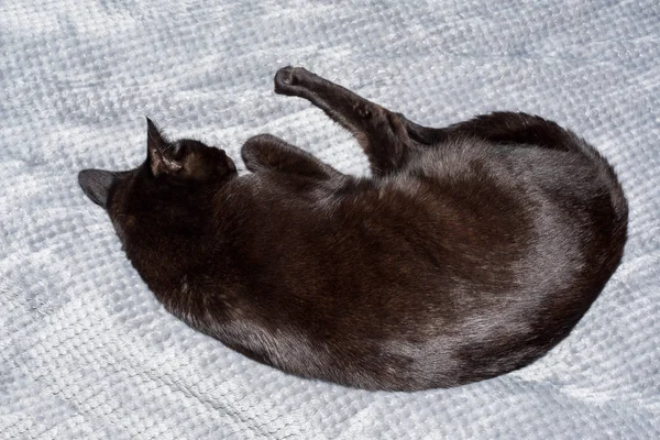 A cute black cat is sleeping on the bed — Stock Photo, Image