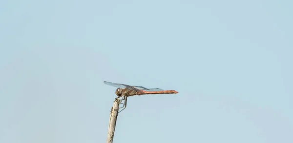 Libelle in freier Wildbahn auf einem Ast — Stockfoto