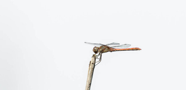Dragonfly in the wild on a branch