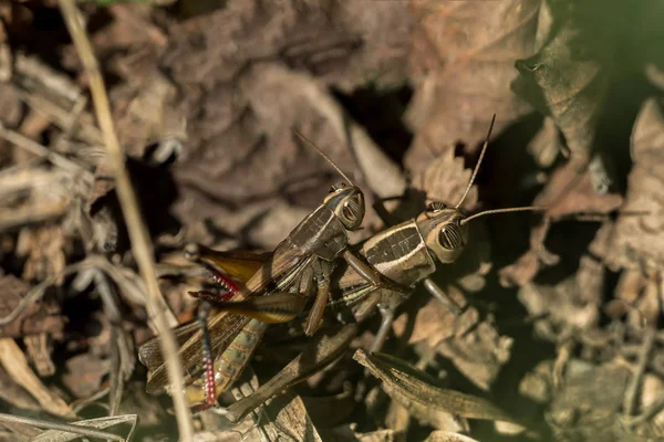 Dos saltamontes se aparean en el suelo — Foto de Stock