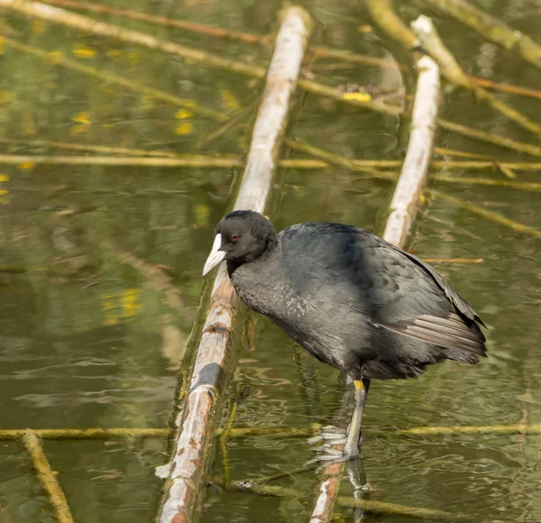 Un uccello d'acqua si muove sui rami sull'acqua — Foto Stock