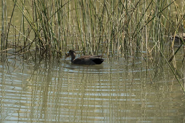 Um pássaro aquático está nadando na lagoa — Fotografia de Stock