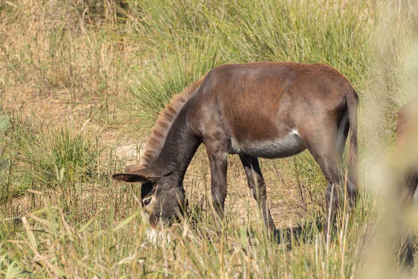 Donkey is grazing in the National Park in Mallorca — Stock Photo, Image