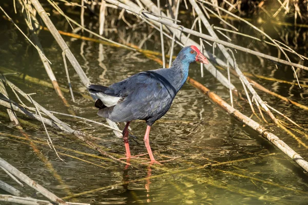 Ein Wasservogel bewegt sich auf Ästen auf dem Wasser — Stockfoto