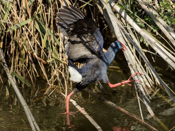 Ein Wasservogel bewegt sich auf Ästen auf dem Wasser — Stockfoto