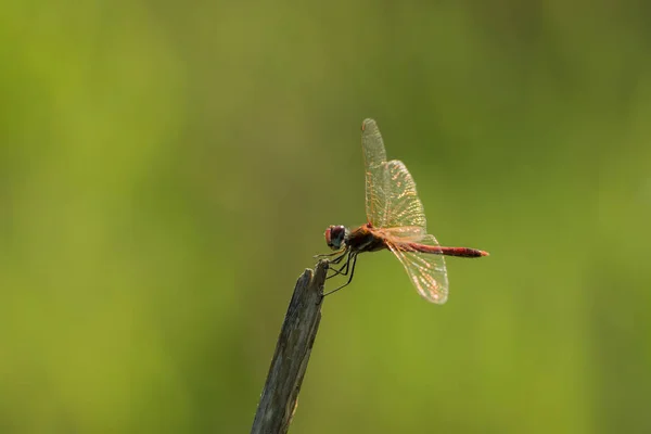 Libelle in freier Wildbahn auf einem Ast — Stockfoto