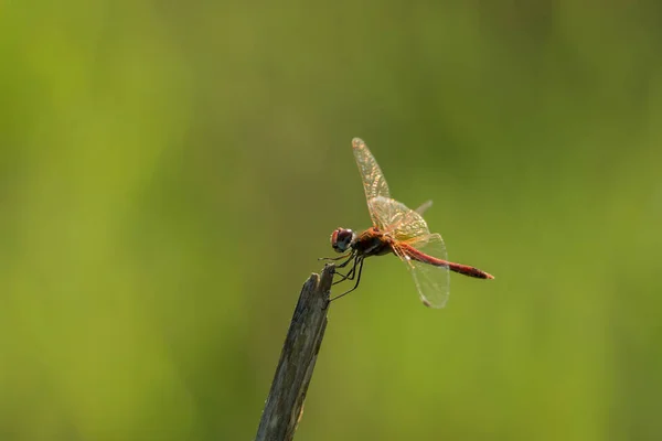 Libelle in freier Wildbahn auf einem Ast — Stockfoto