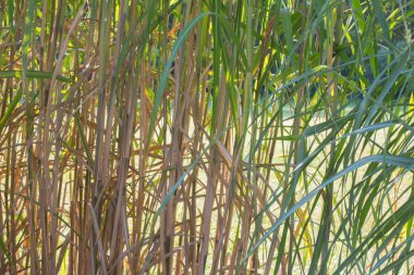 Organik bir doku, uzun ince yeşil çimenler.